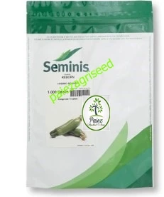 بذر کدو خورشتی ریبورن سمینیس1000عددی | Seminis Reborn